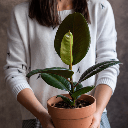 houseplants500