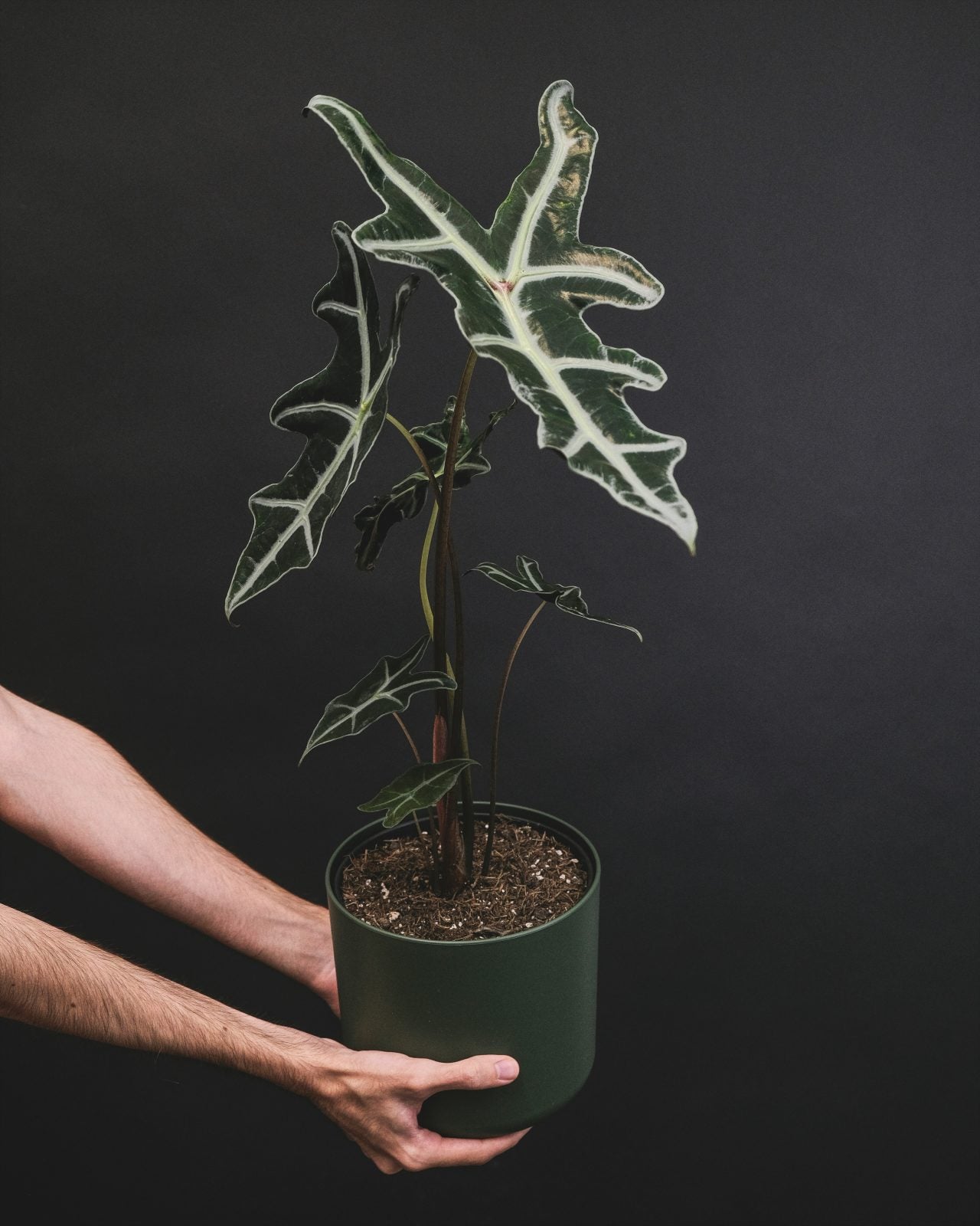 feey-uSlTcsT9lpo-unsplash