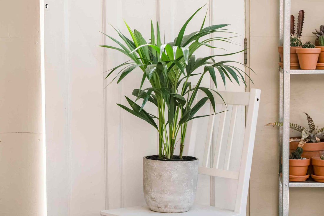 grow-kentia-palms-1902880-2-23d05188a9db47d78921425bcb8d433d