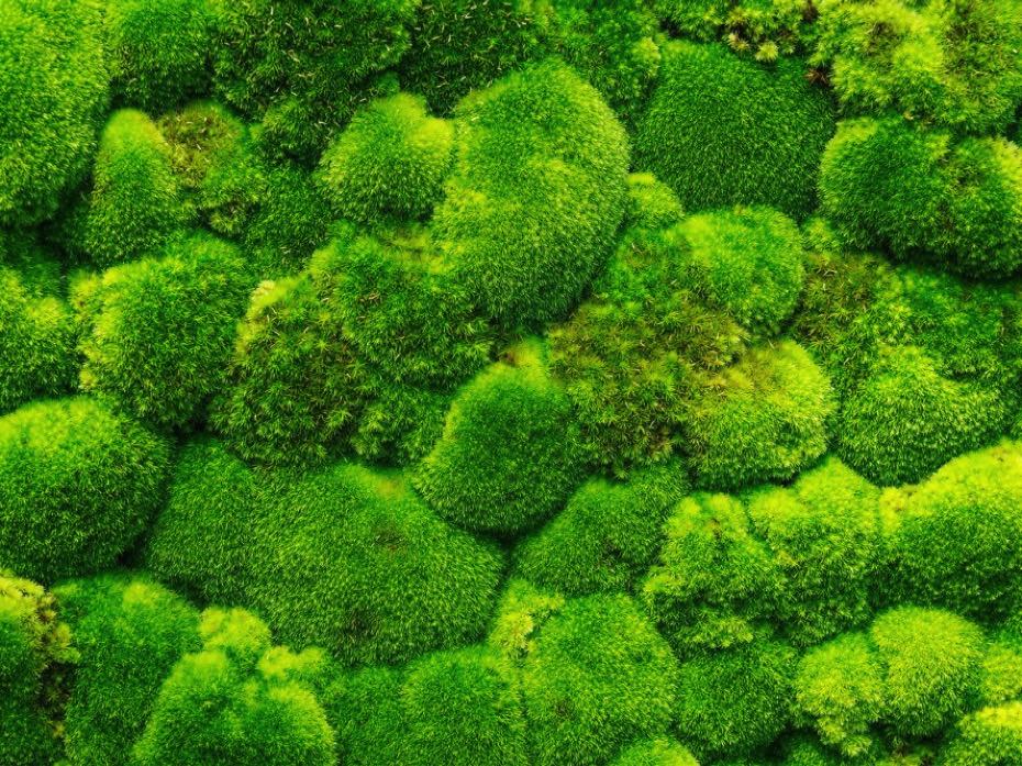 moss2