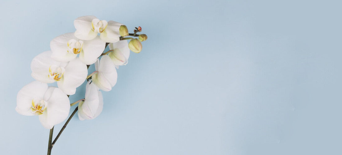 orchids