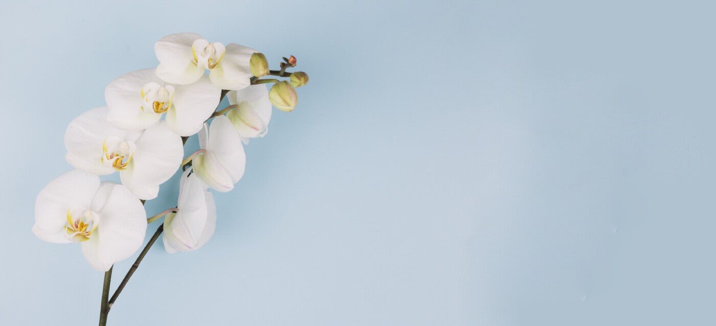 orchids