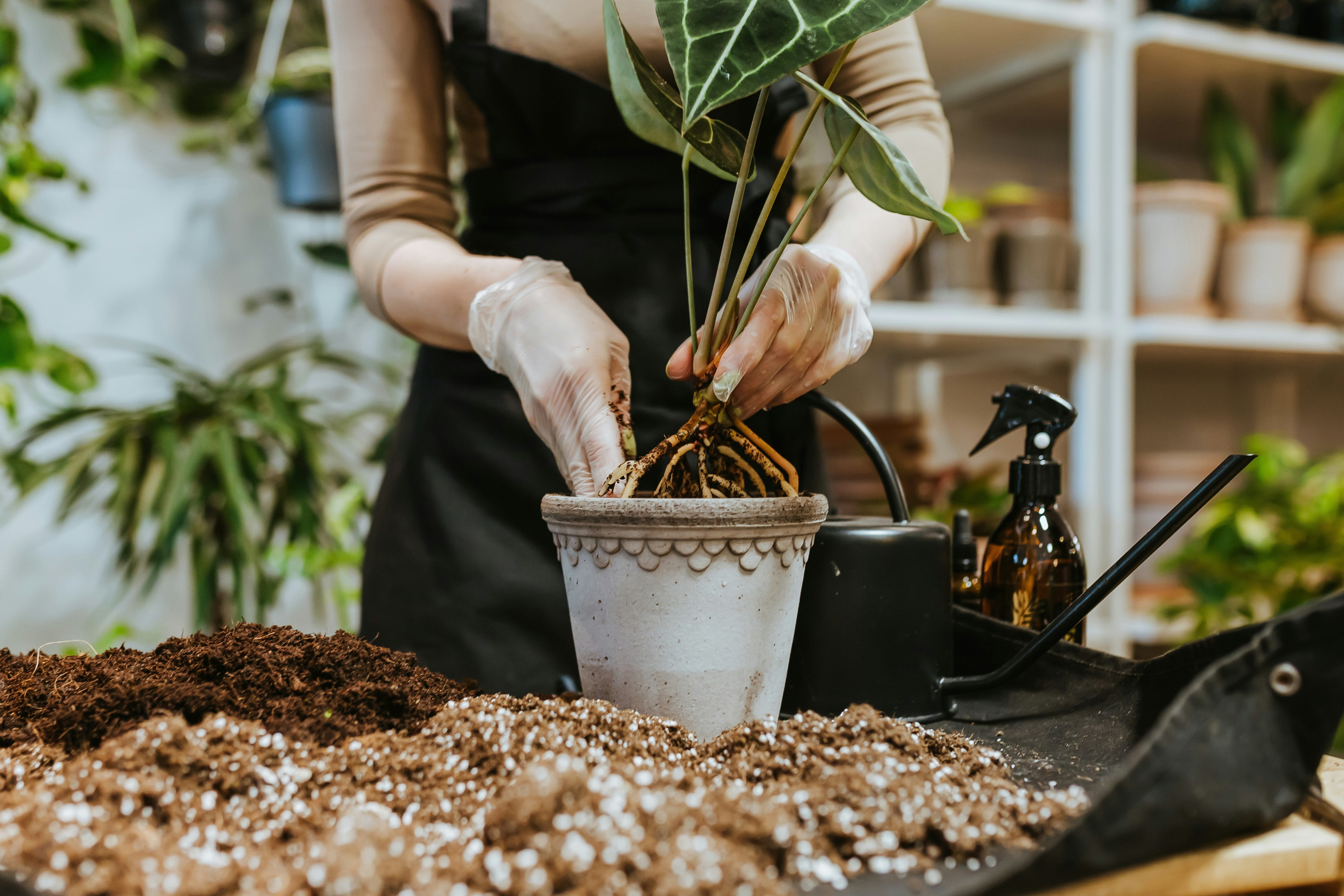 Грижа