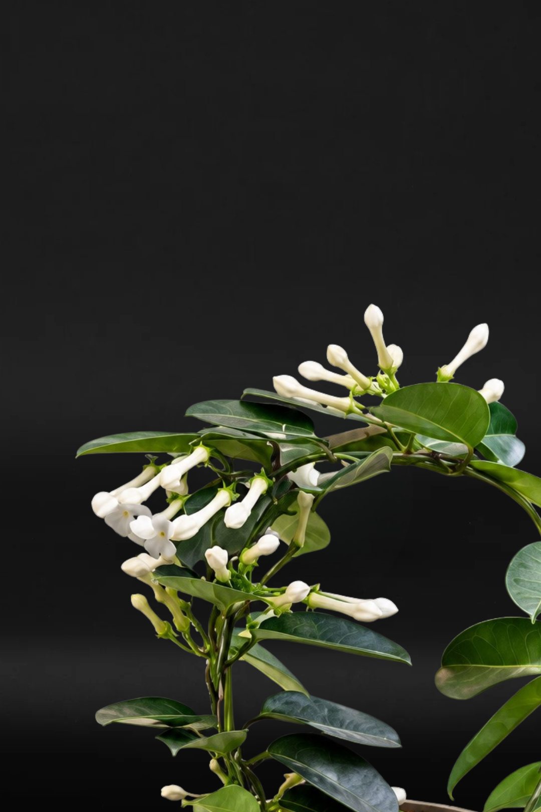 Стаен жасмин Стефанотис - Stephanotis
