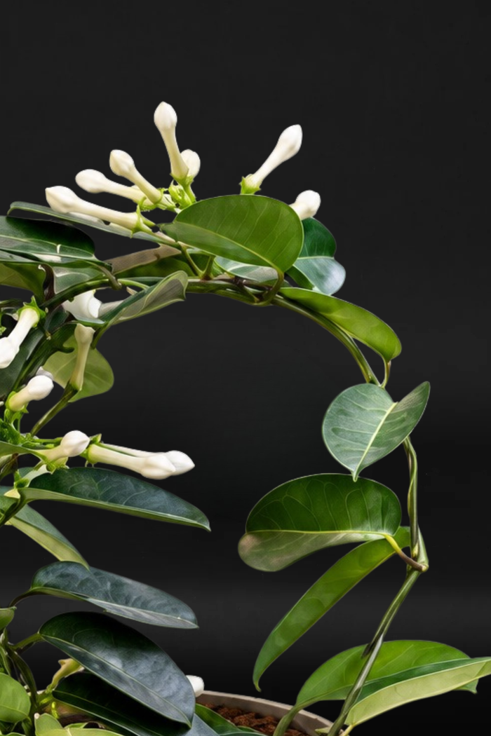 Стаен жасмин Стефанотис - Stephanotis
