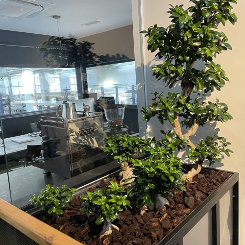 interior landscaping