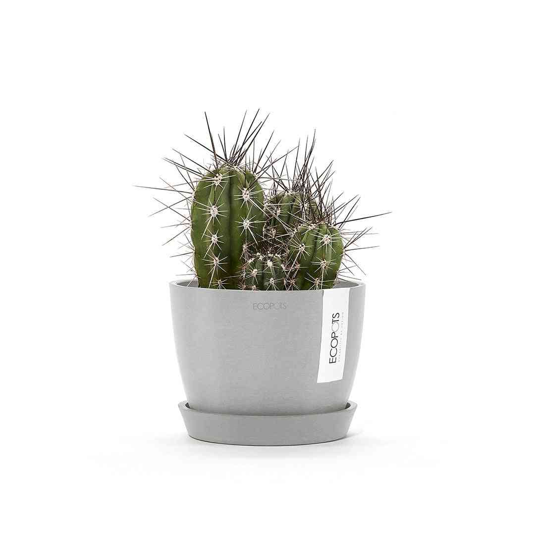 Кашпа Ecopots със сукулент върху чинийка за саксия Ecopots Saucer Round 15 White Grey, идеална за декорация на дома и градината.