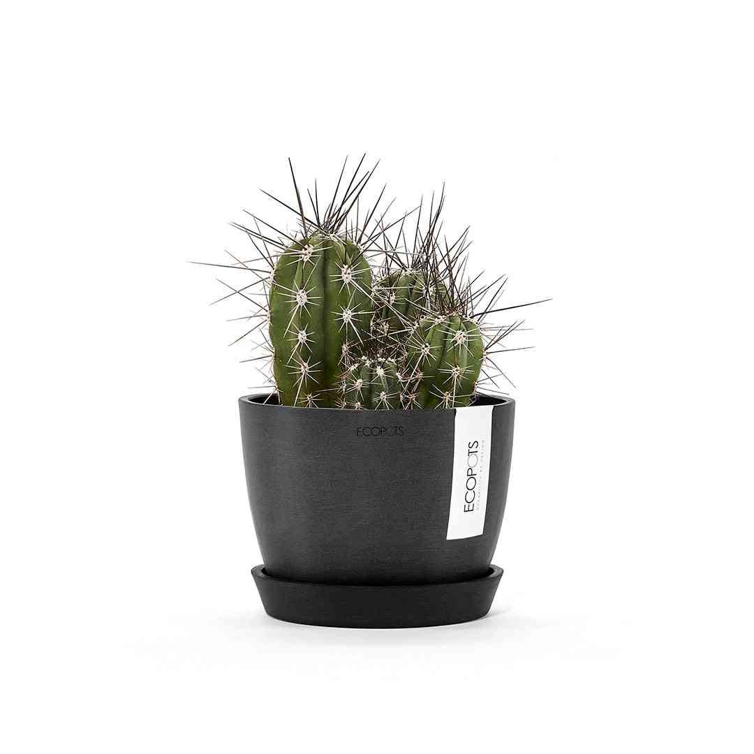 Кашпа Ecopots с кактус, поставена върху чинийка за саксия Ecopots Saucer Round 15 Dark Grey, подходяща за стайни растения.