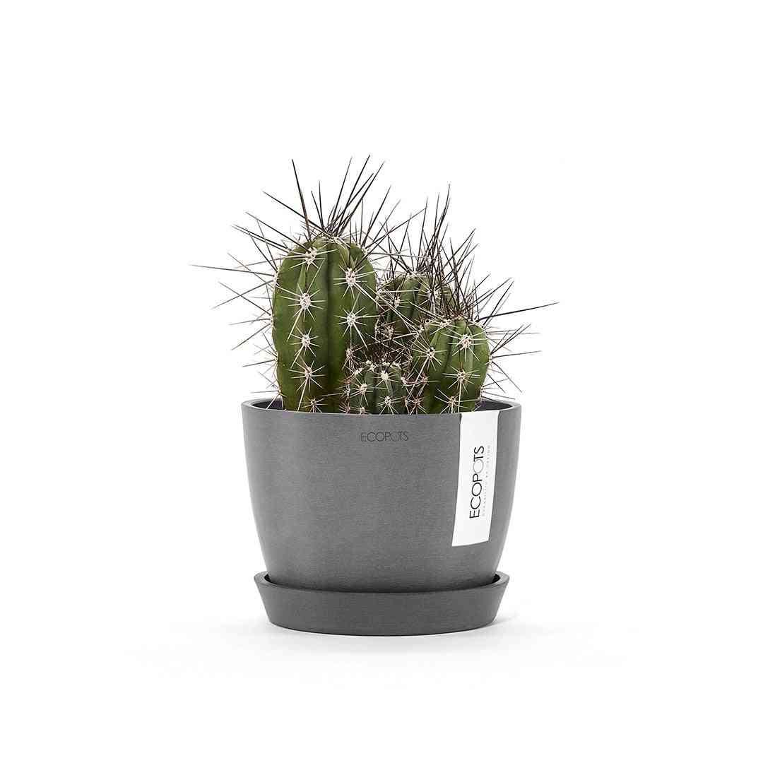 Кашпа Ecopots със стайно растение, поставена върху чинийка за саксия - Ecopots Saucer Round 15 Grey за защита от изтичане на вода.