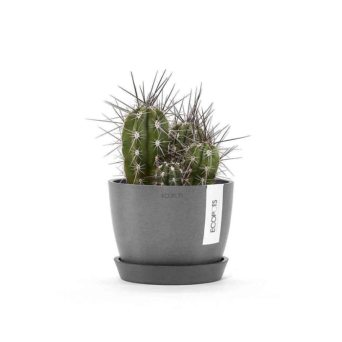 Кашпа Ecopots със стайно растение, поставена върху чинийка за саксия - Ecopots Saucer Round 15 Grey за защита от изтичане на вода.