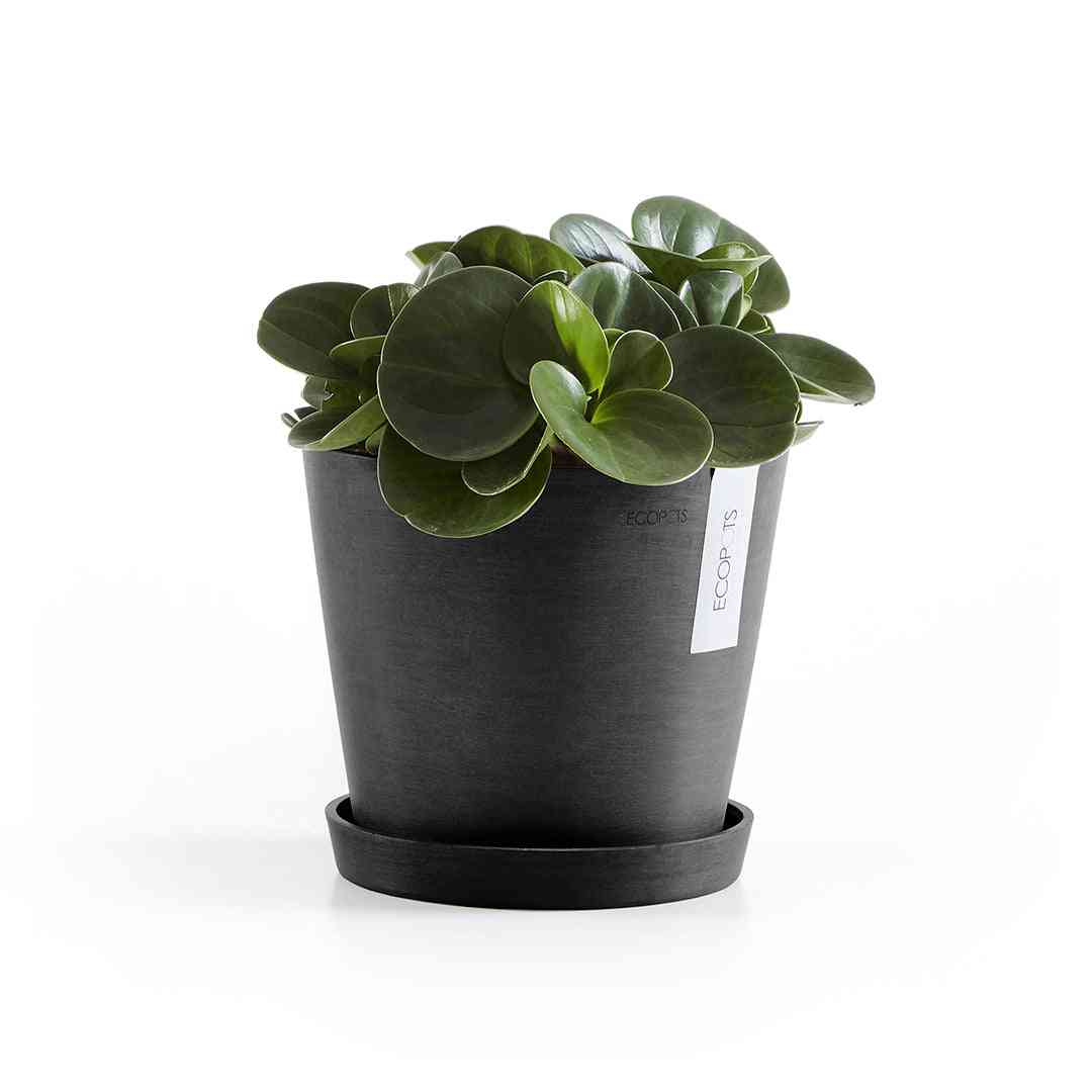 Чинийка Ecopots Saucer 20 Dark Grey