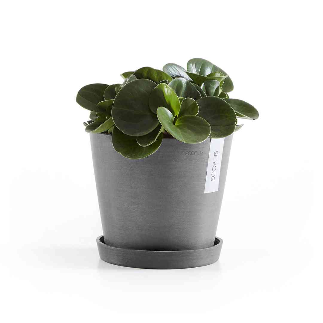 Чинийка Ecopots Saucer 20 Grey