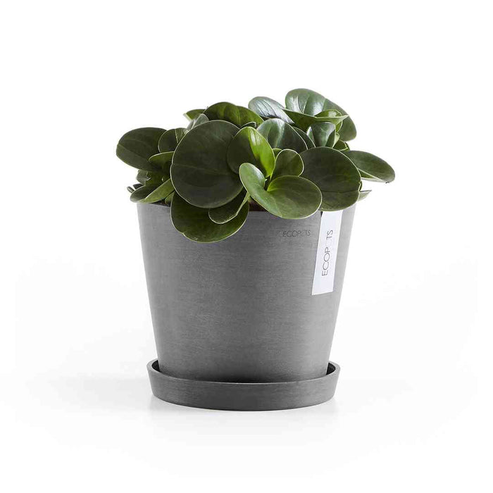 Чинийка Ecopots Saucer 20 Grey