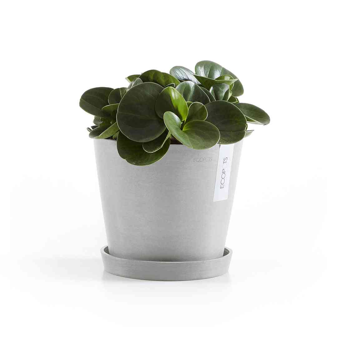 Чинийка Ecopots Saucer 20 White Grey