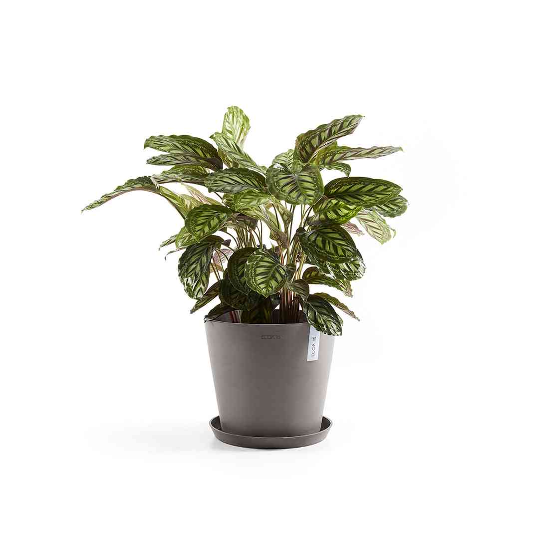Чинийка Ecopots Saucer 30 Taupe