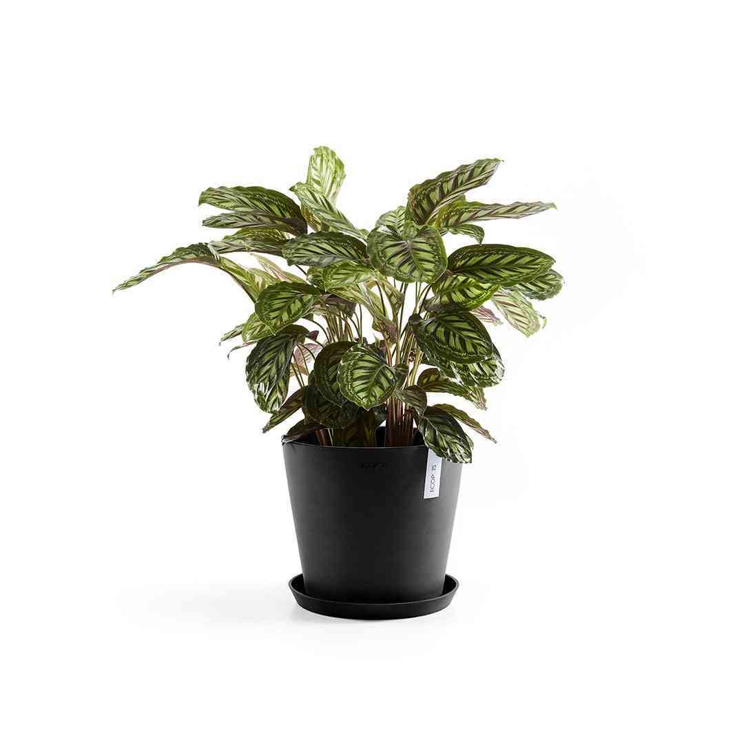Градинска саксия с поднос Ecopots за стайни растения
