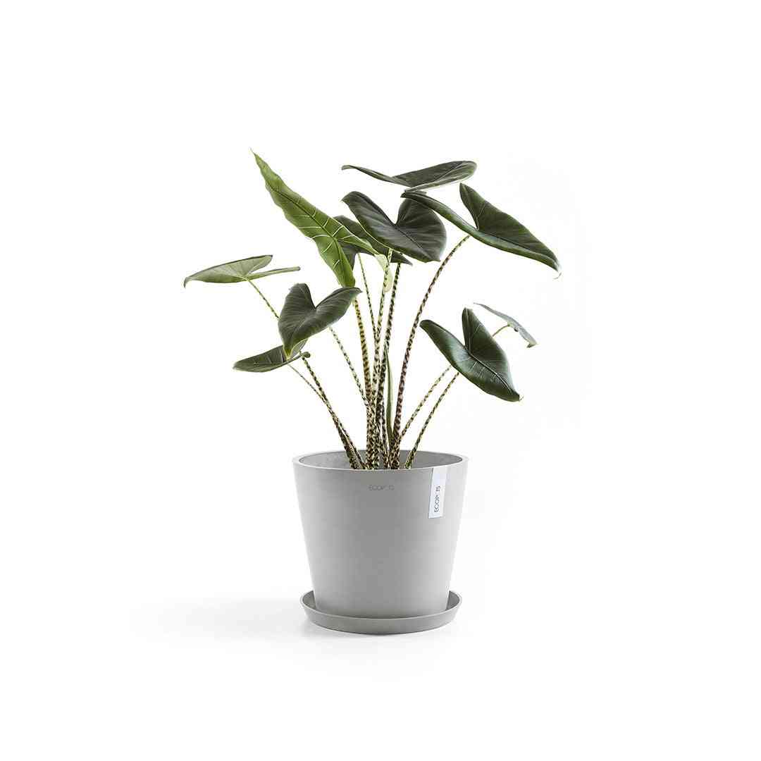 Стайно растение в сива кашпа Ecopots, разположена върху чинийка за саксия Ecopots Saucer Round 40 White Grey за естетика и практичност.