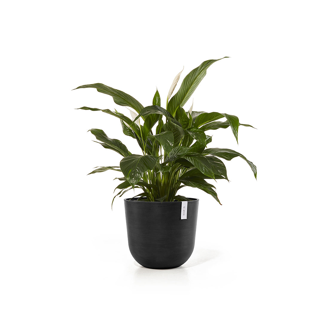 Ecopots Oslo 45 Dark Grey + Water Reservoir