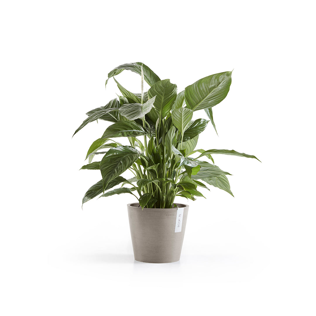 Ecopots Amsterdam 20 Taupe + Water Reservoir