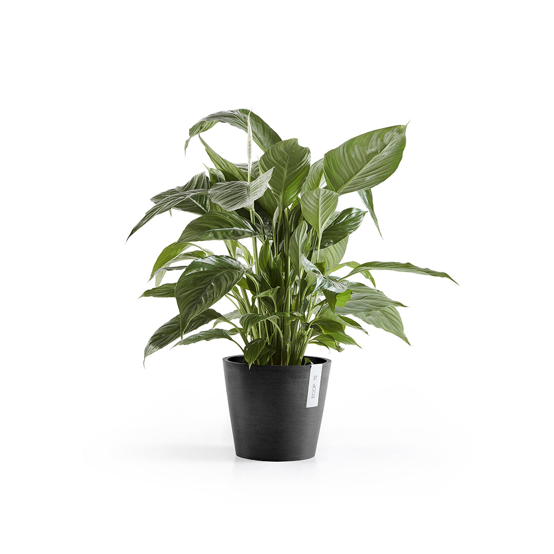 Ecopots Amsterdam 20 Dark Grey + Water Reservoir