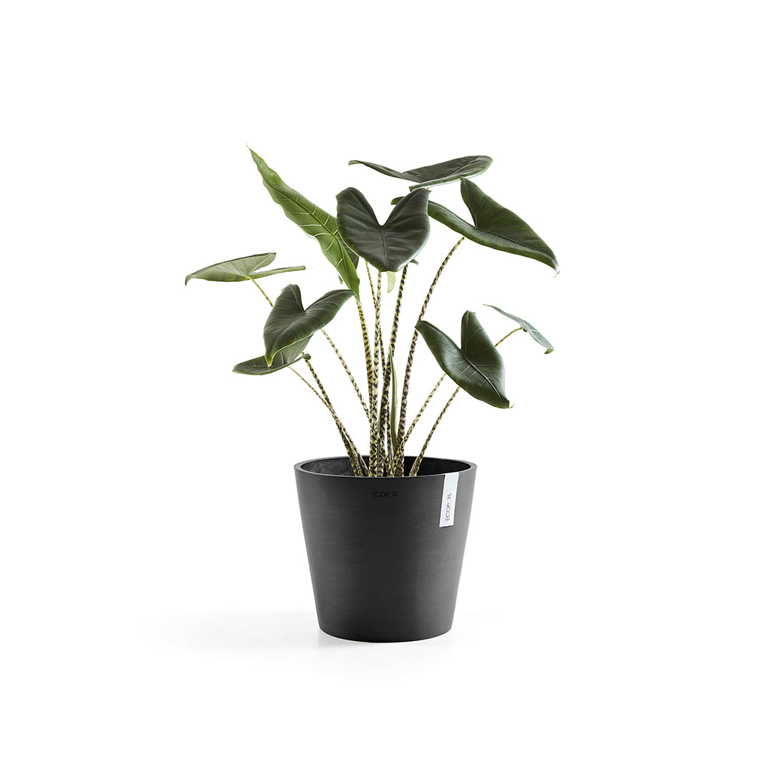 Ecopots Amsterdam 30 Dark Grey + Water Reservoir
