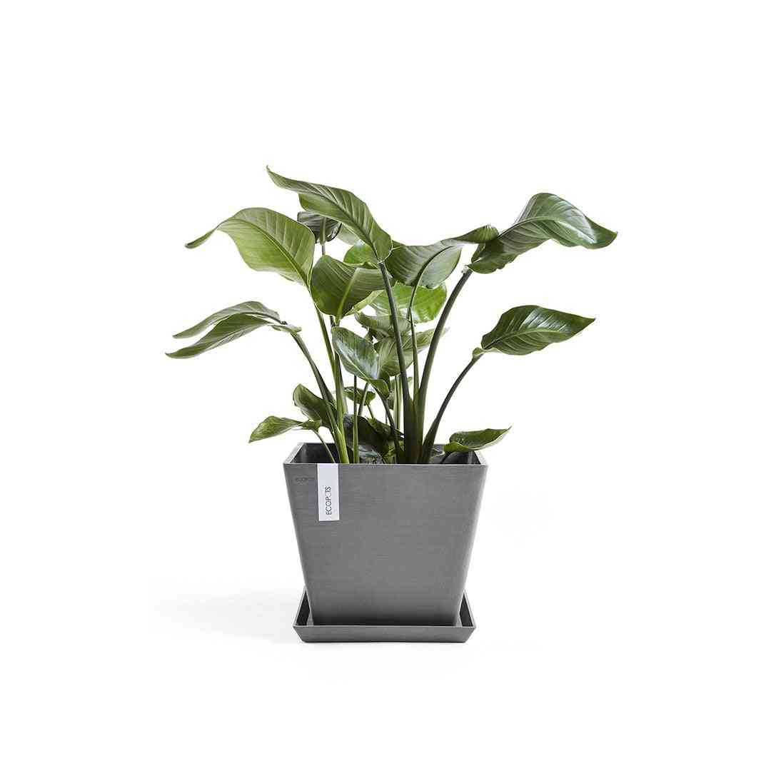 Квадратна чинийка - Ecopots Saucer Square 30 Grey в комбинация с сива кашпа и зелено стайно растение, идеална за интериорно озеленяване