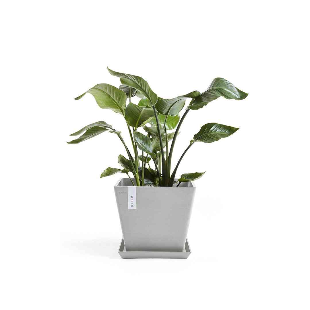 Кашпа с растение, поставена върху квадратна чинийка Ecopots Saucer Square 30 White Grey за защита на повърхности