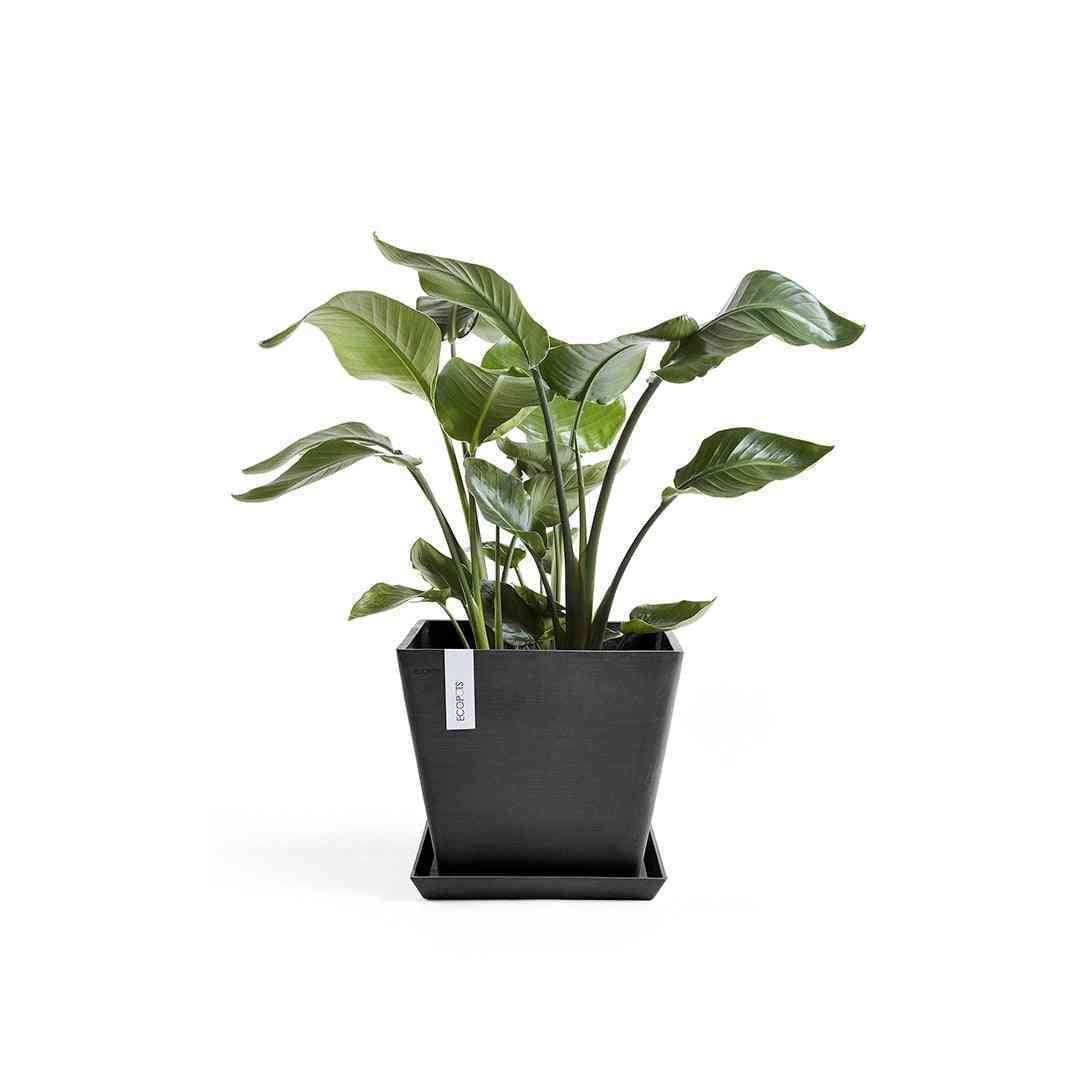 Квадратна чинийка - Ecopots Saucer Square 30 Dark Grey, използвана с тъмносива кашпа Ecopots и зелено стайно растение, идеална за интериор.