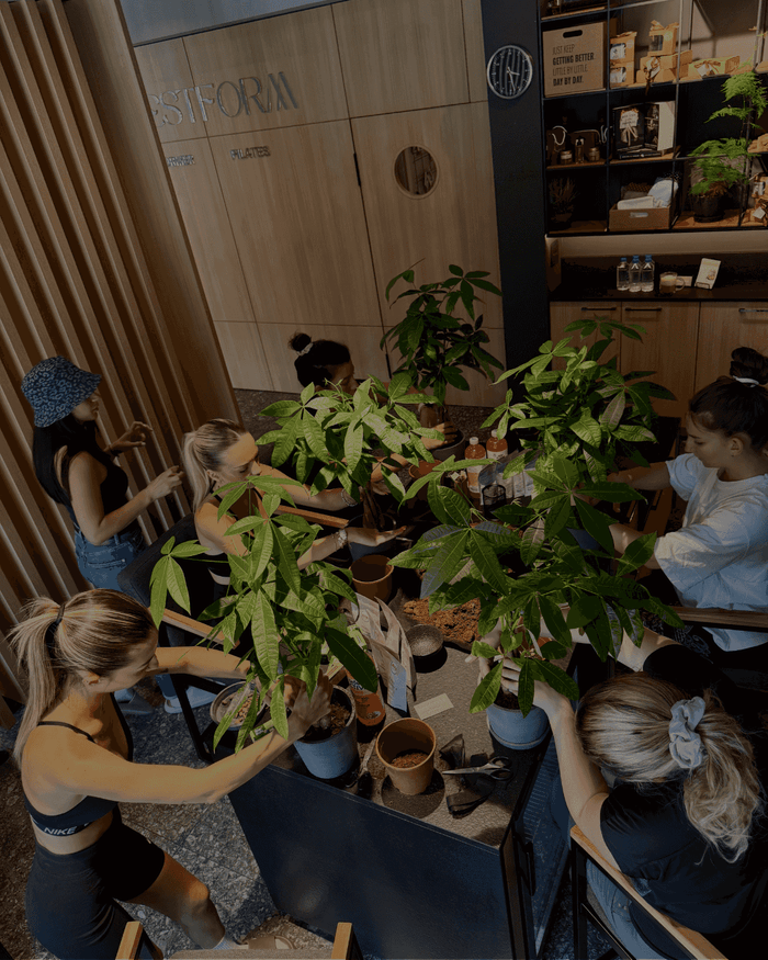 Repotting Ficus Bonsai /06.11/