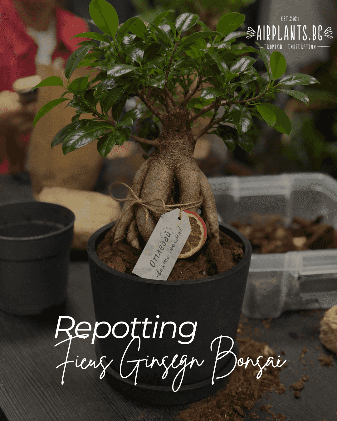 Repotting Ficus Bonsai /06.11/