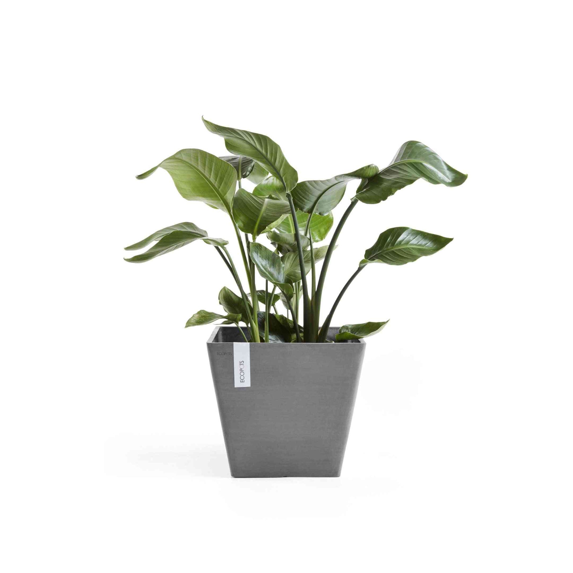 Кашпа Ecopots Rotterdam 30 Grey със зелено стайно растение, идеална за модерни еко интериори и декорация с растения.