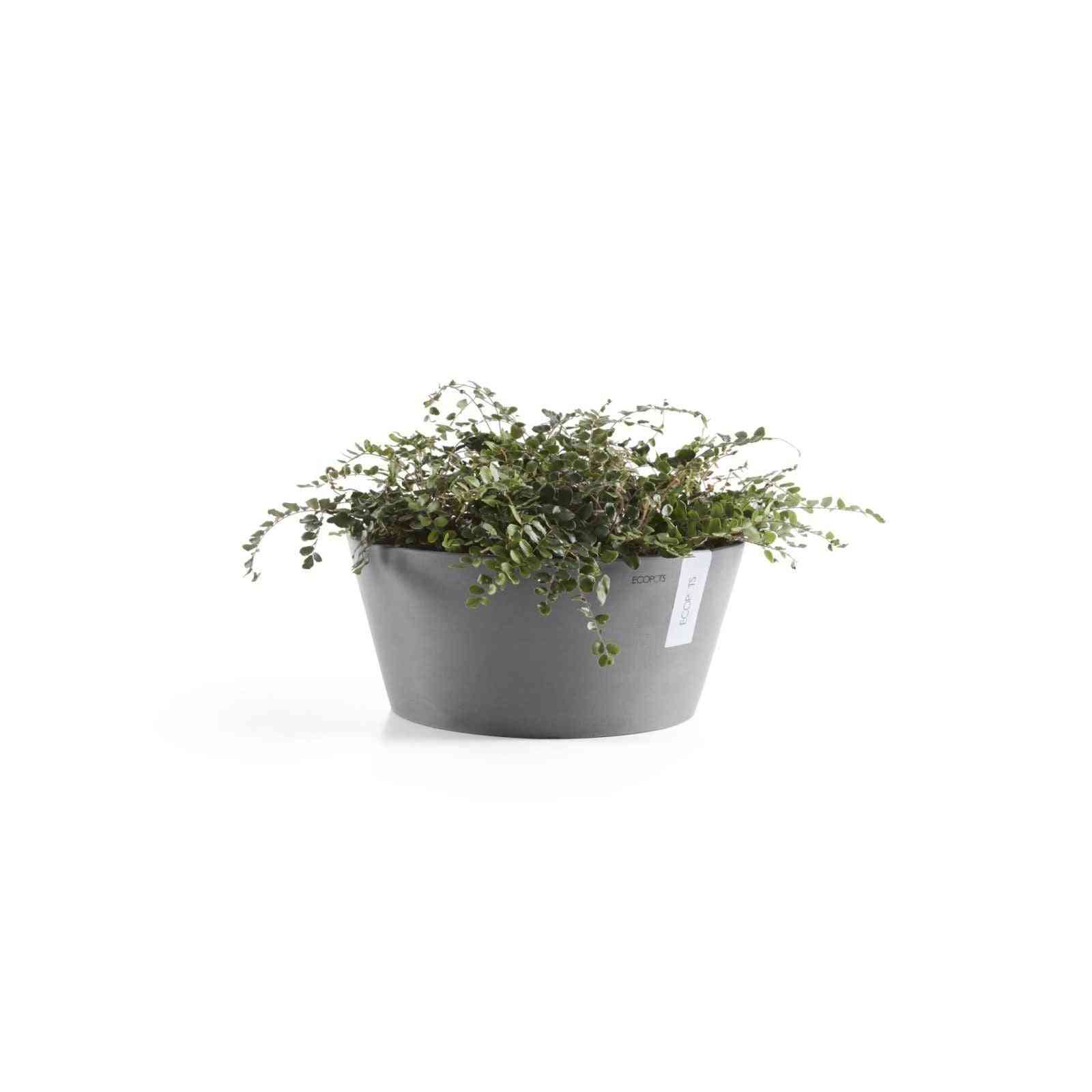 Стайно растение в сива кашпа Тест Ecopots Frankfurt 40 Grey, идеална за интериорно озеленяване и устойчив декор.