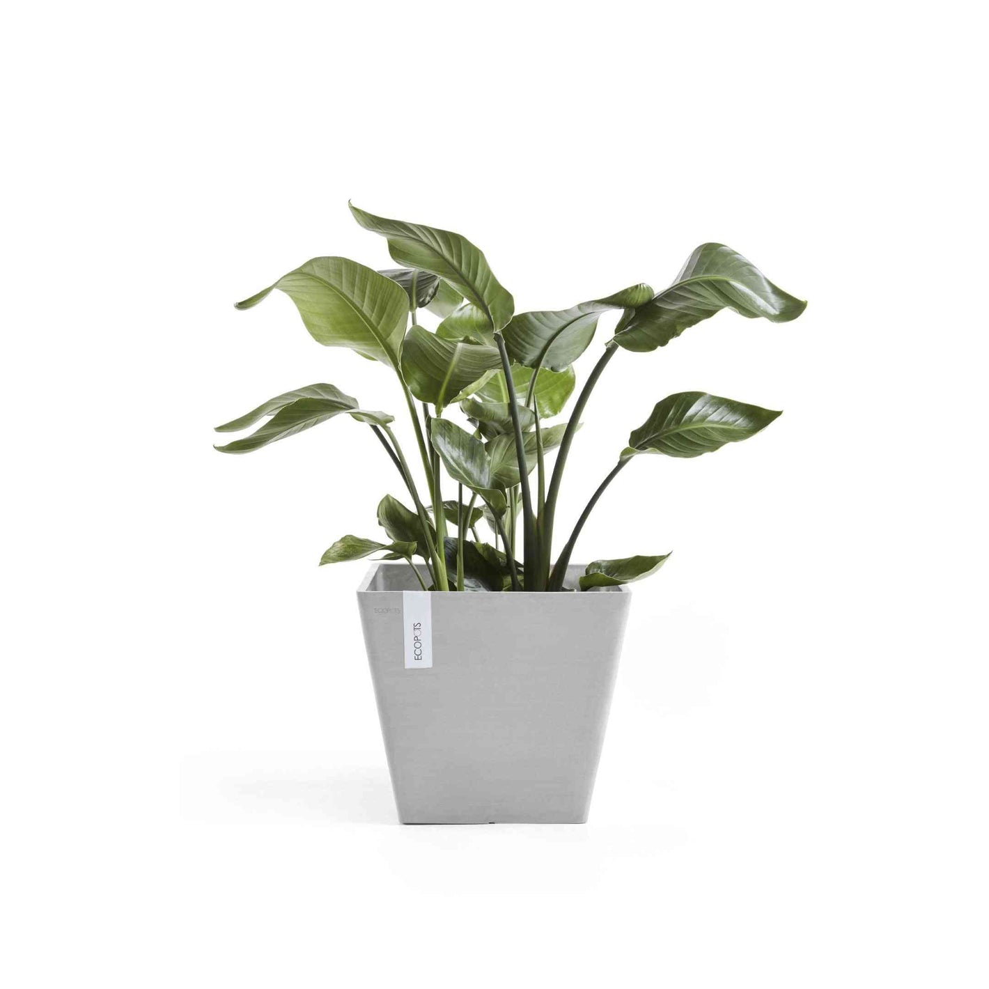 Кашпа Ecopots Rotterdam 30 White Grey с декоративно растение, идеална за интериорна декорация и устойчиво озеленяване на дома.