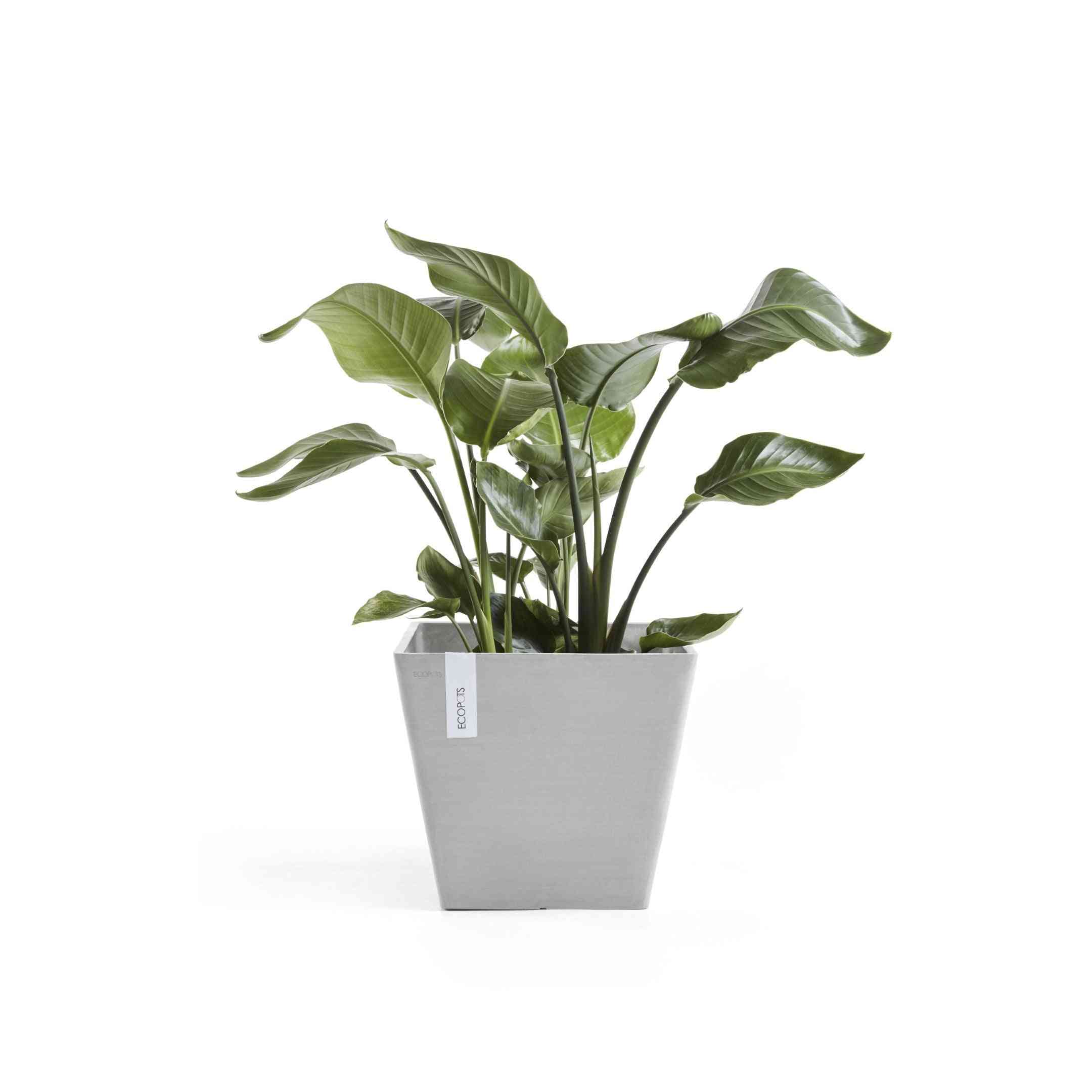 Кашпа Ecopots Rotterdam 30 White Grey с декоративно растение, идеална за интериорна декорация и устойчиво озеленяване на дома.