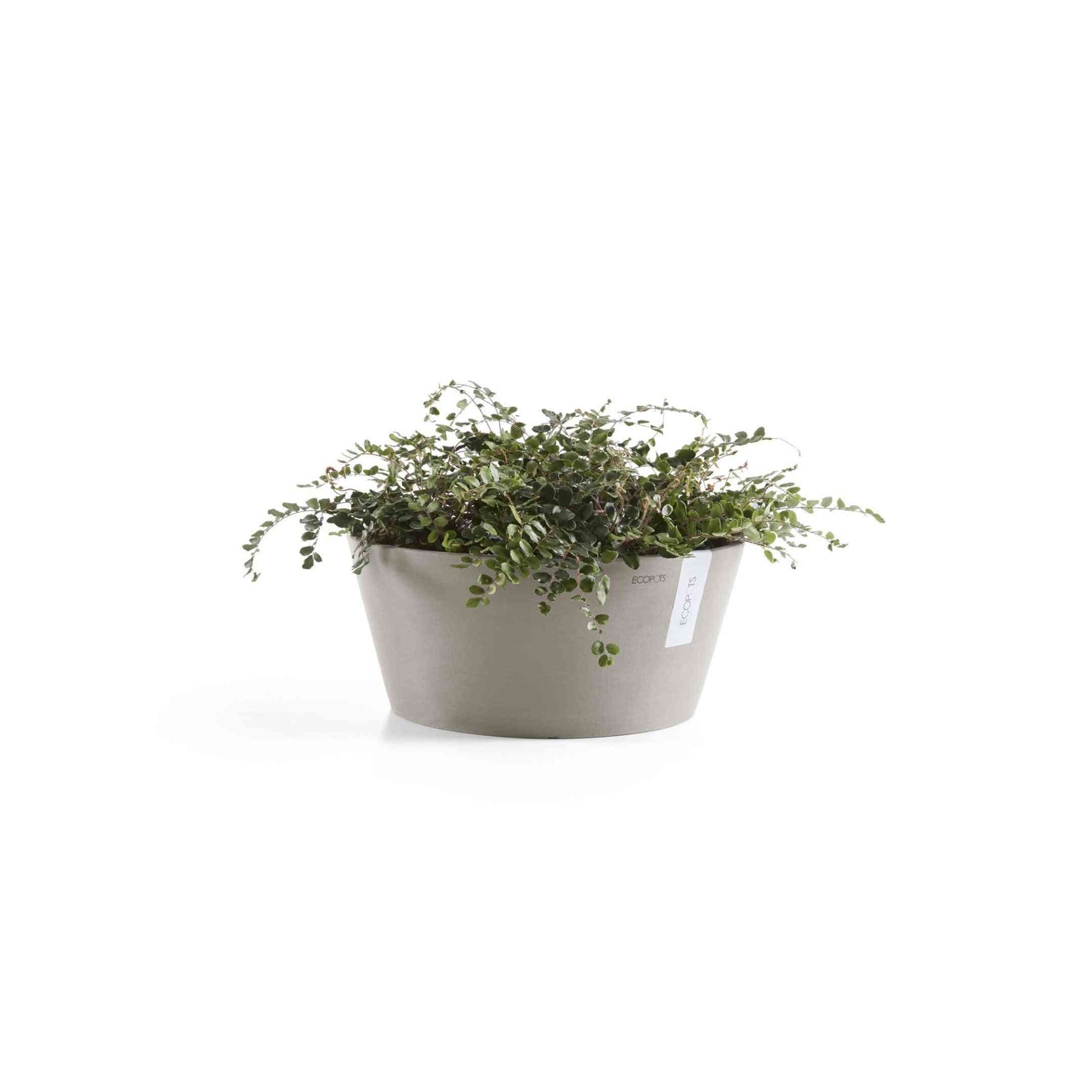 Кашпа Ecopots Frankfurt 40 Taupe със засадено стайно растение, идеална за интериорна декорация и устойчиво озеленяване.
