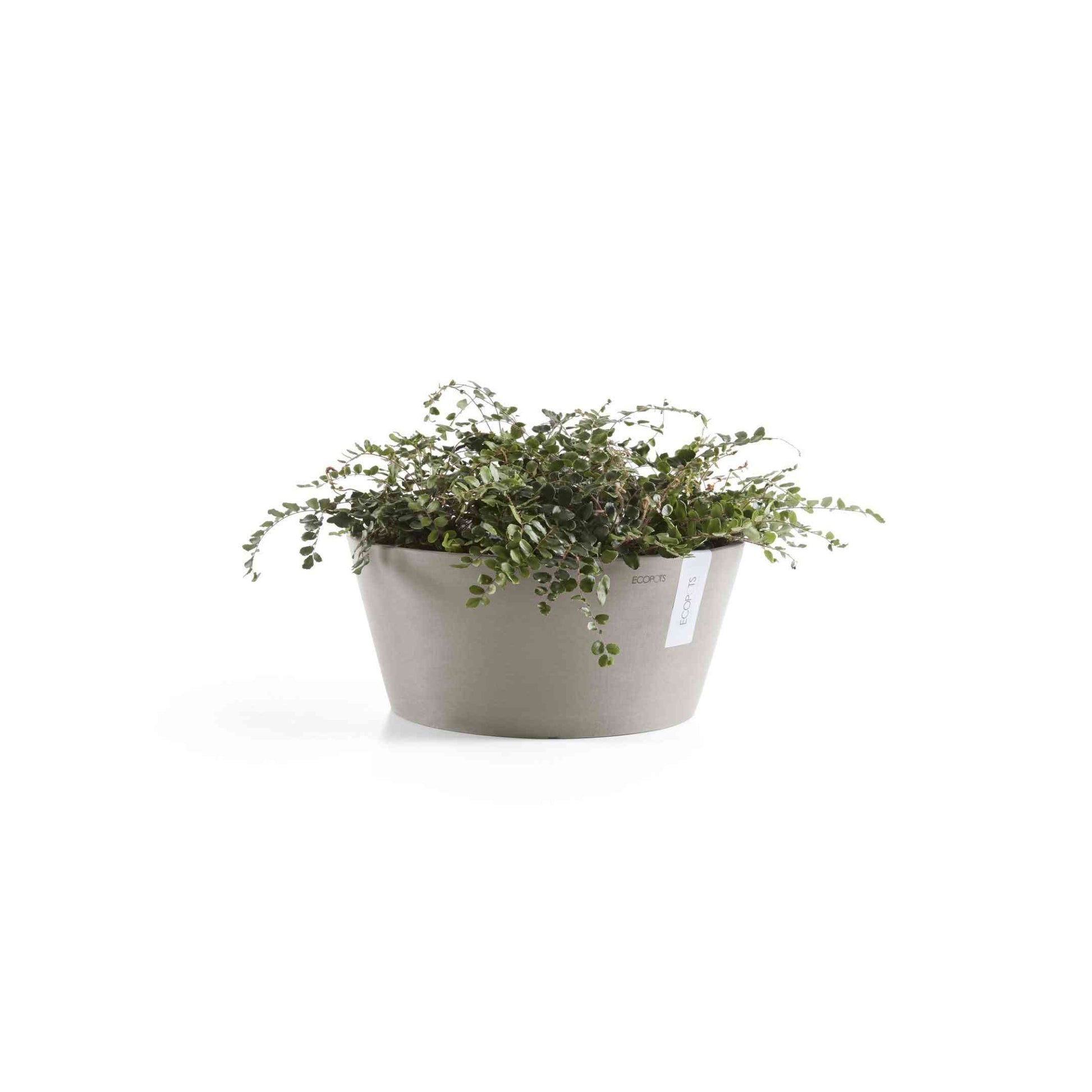 Кашпа Ecopots Frankfurt 40 Taupe със засадено стайно растение, идеална за интериорна декорация и устойчиво озеленяване.