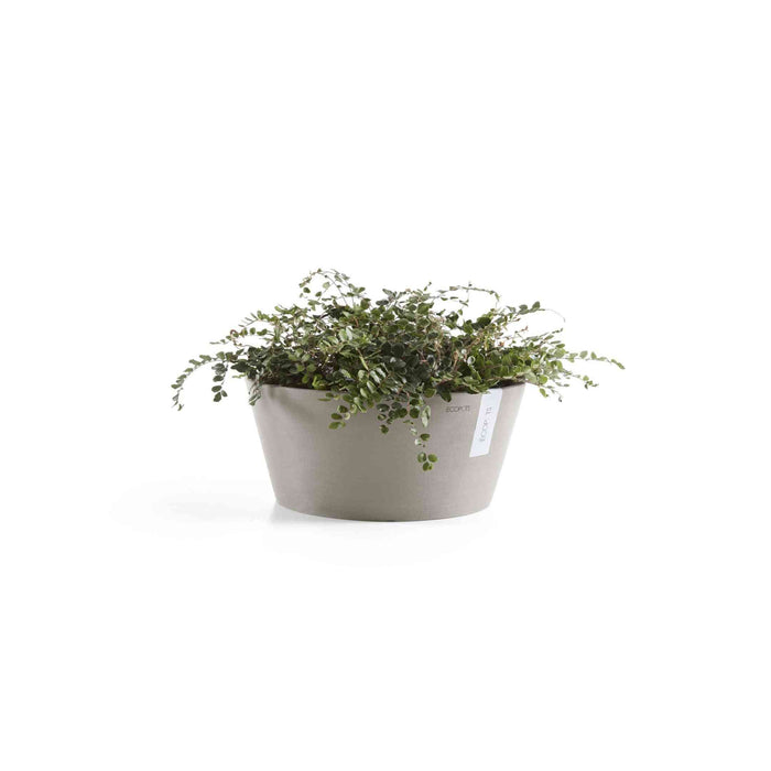 Кашпа Ecopots Frankfurt 40 Taupe със засадено стайно растение, идеална за интериорна декорация и устойчиво озеленяване.