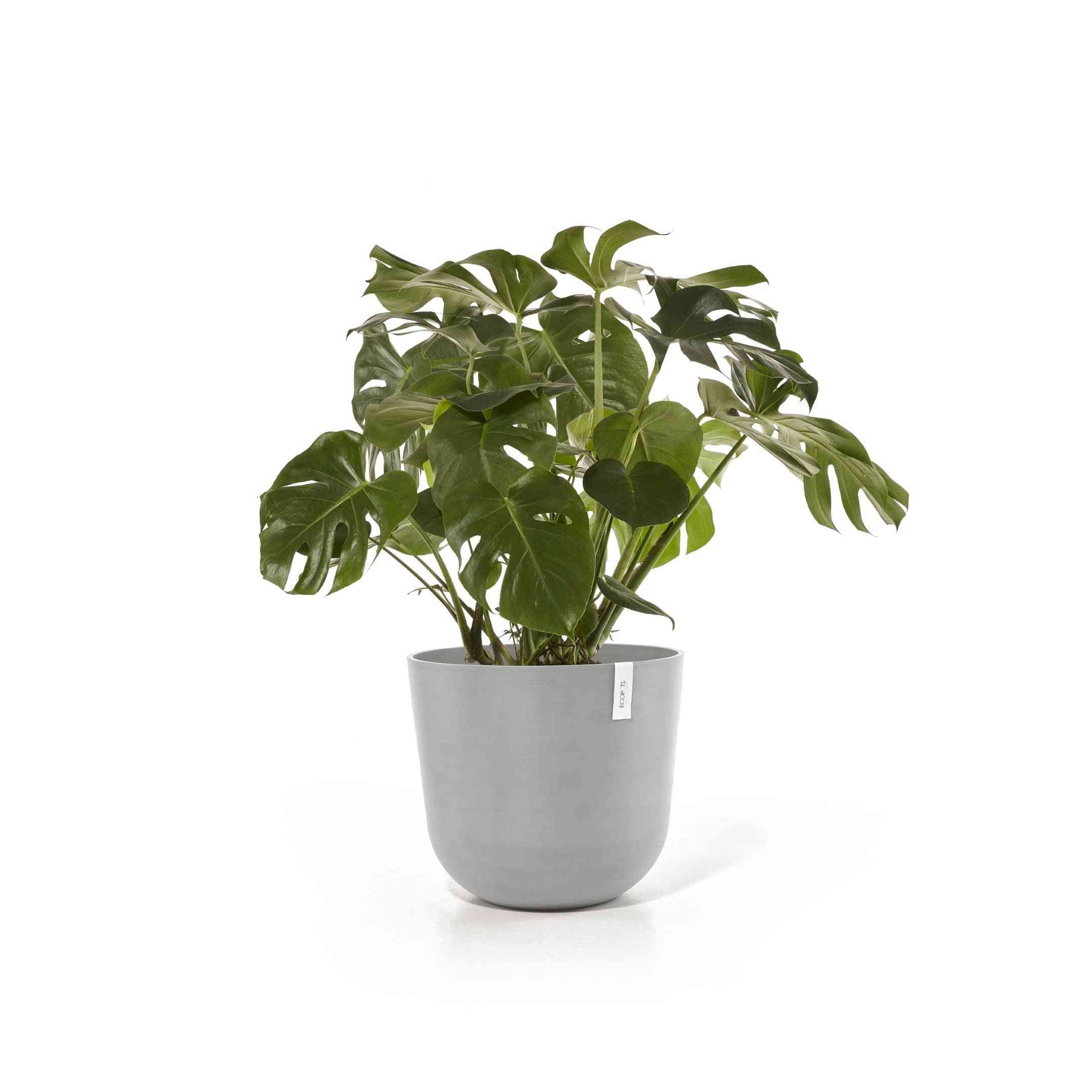 Кашпа Ecopots Oslo 55 White Grey с монстера, стилно решение за стайни растения в дома или офиса.