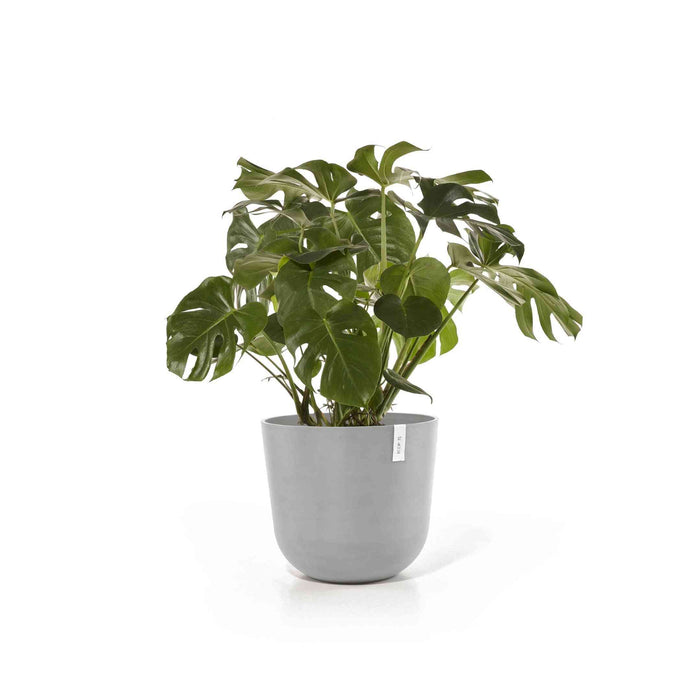 Кашпа Ecopots Oslo 55 White Grey с монстера, стилно решение за стайни растения в дома или офиса.