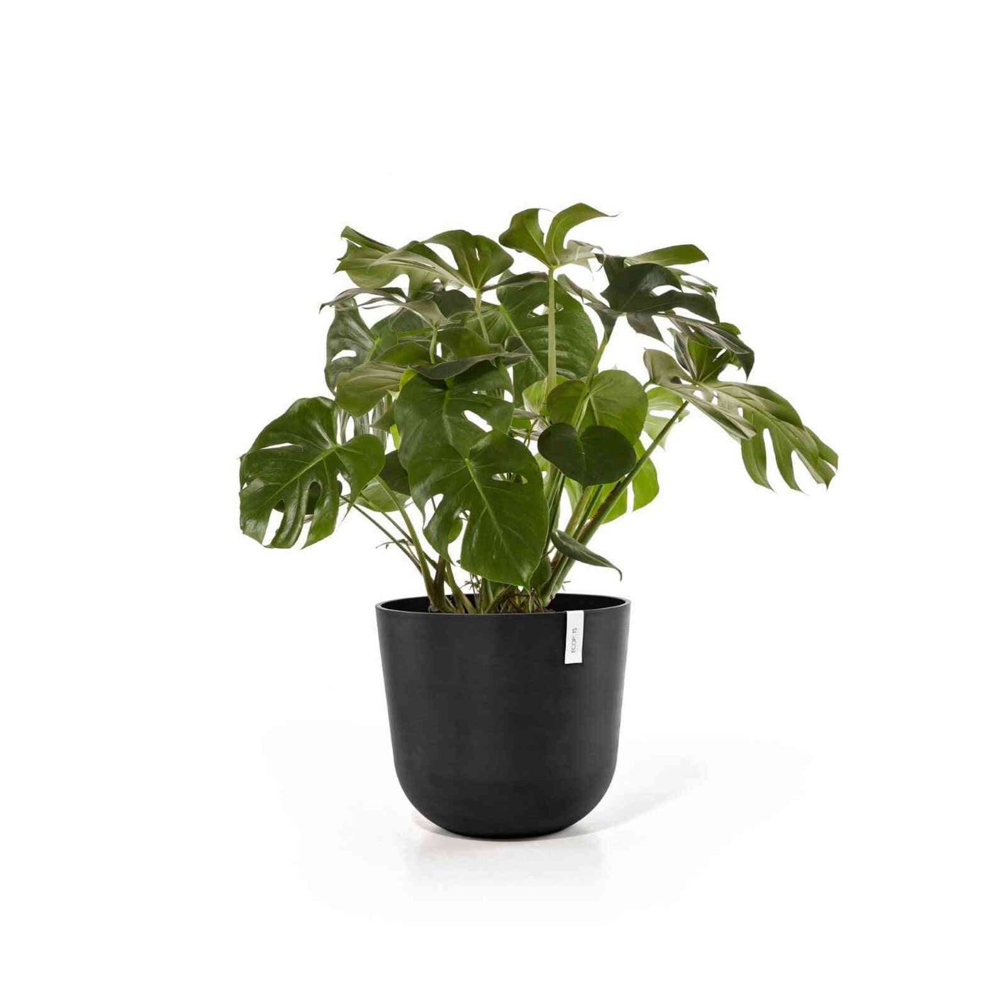 Кашпа Ecopots Oslo 55 тъмно сива със зелено стайно растение, идеална за интериорна декорация и отглеждане на растения у дома.
