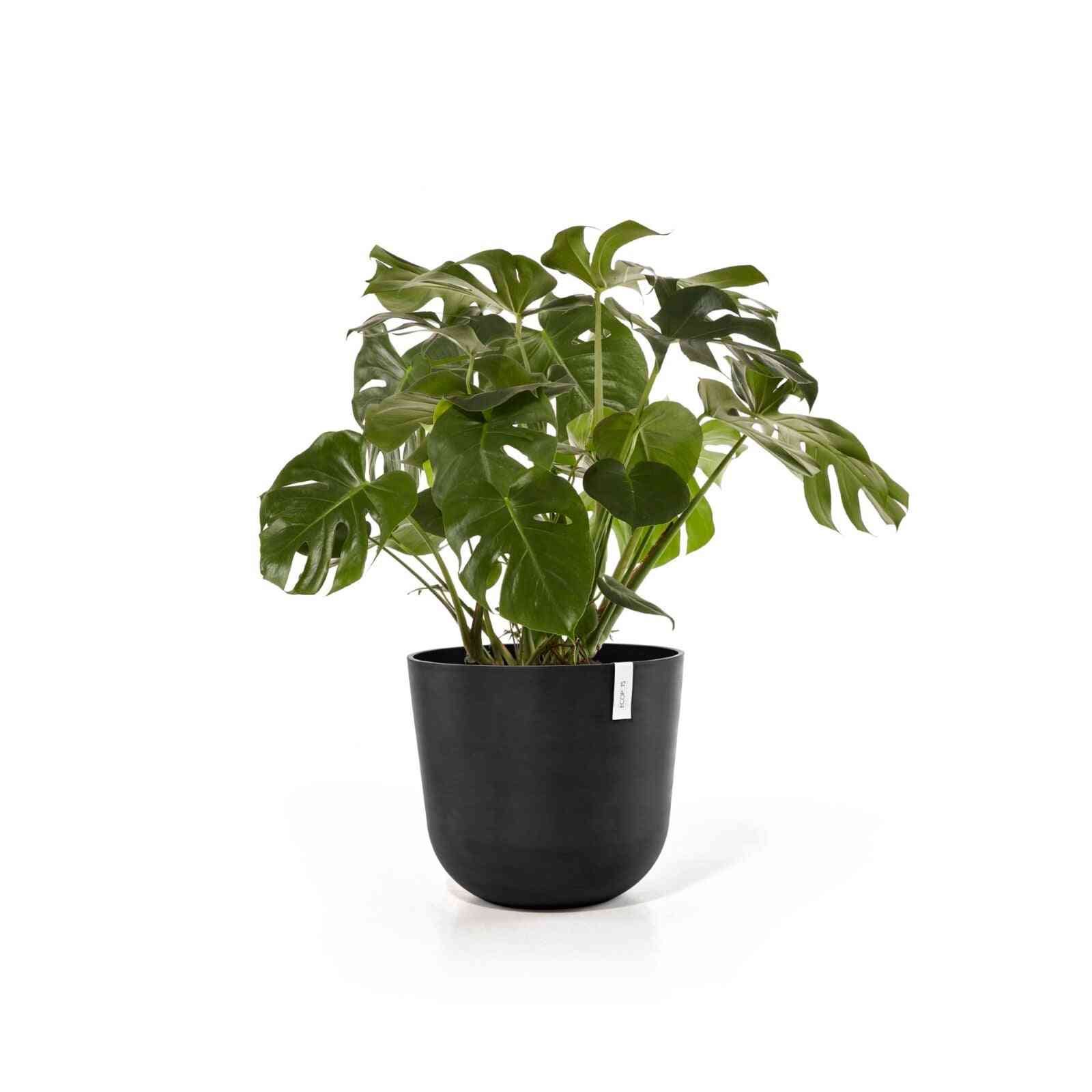 Кашпа Ecopots Oslo 55 тъмно сива със зелено стайно растение, идеална за интериорна декорация и отглеждане на растения у дома.