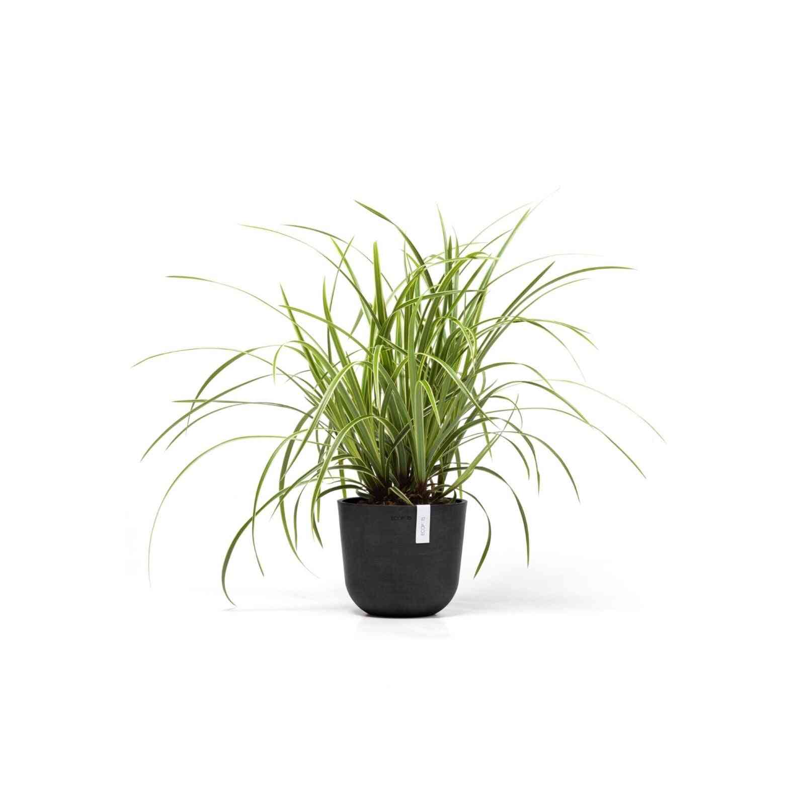 Кашпа Ecopots Oslo Mini 19 Dark Grey с декоративно растение, идеална за интериорна декорация и устойчиво градинарство.