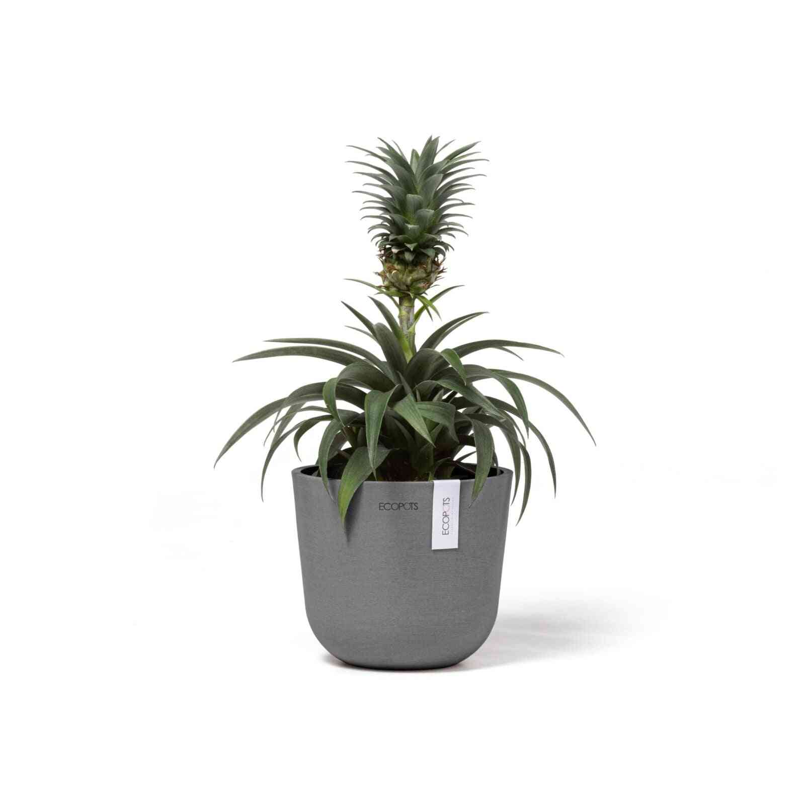 Кашпа Ecopots Oslo Mini 16 Grey със зелено стайно растение, подходяща за интериорна декорация и еко домове.