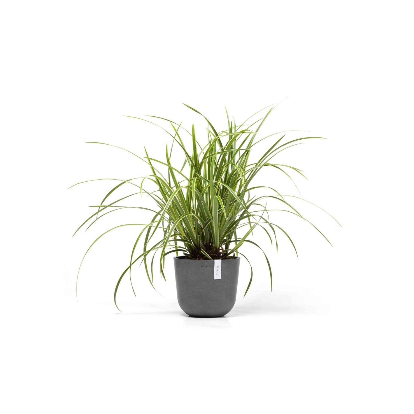 Кашпа Ecopots Oslo Mini 19 Grey със зелено стайно растение, идеална за интериорна декорация и устойчиво озеленяване.