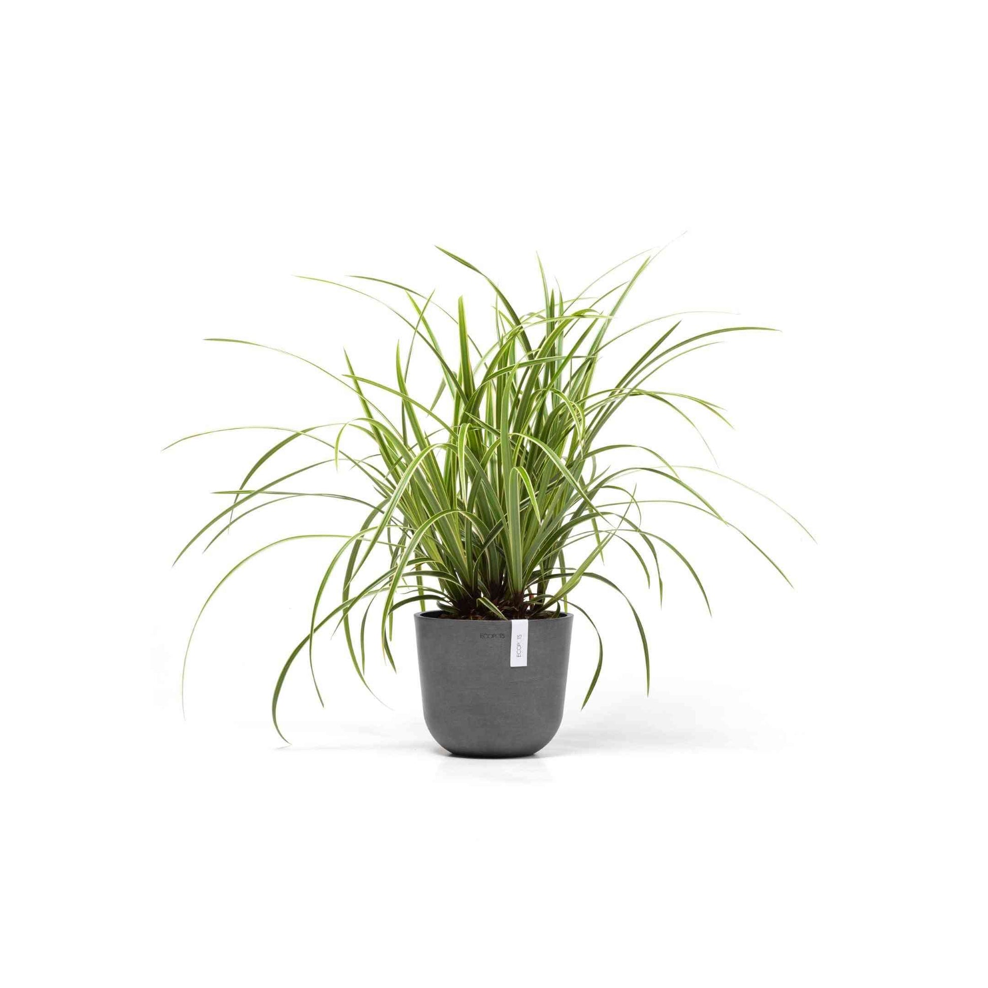 Кашпа Ecopots Oslo Mini 19 Grey със зелено стайно растение, идеална за интериорна декорация и устойчиво озеленяване.