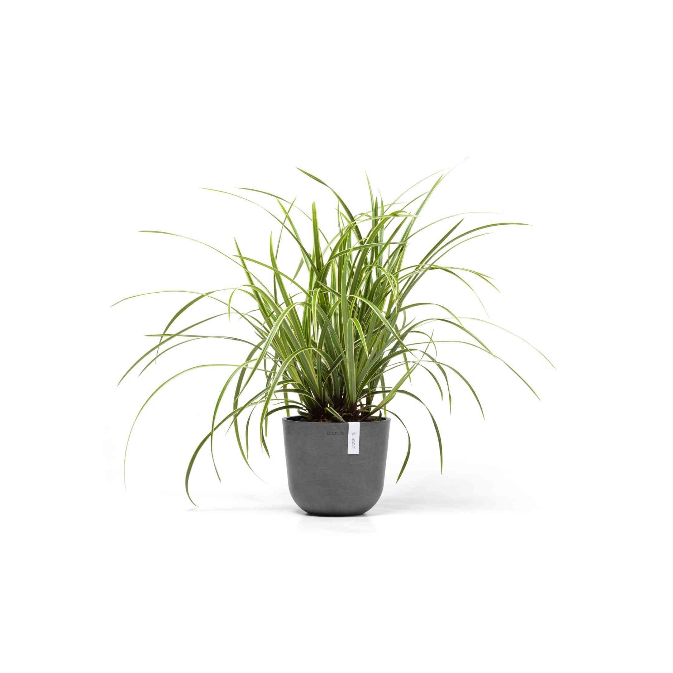 Кашпа Ecopots Oslo Mini 19 Grey със зелено стайно растение, идеална за интериорна декорация и устойчиво озеленяване.