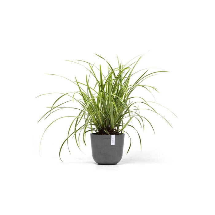 Кашпа Ecopots Oslo Mini 19 Grey със зелено стайно растение, идеална за интериорна декорация и устойчиво озеленяване.