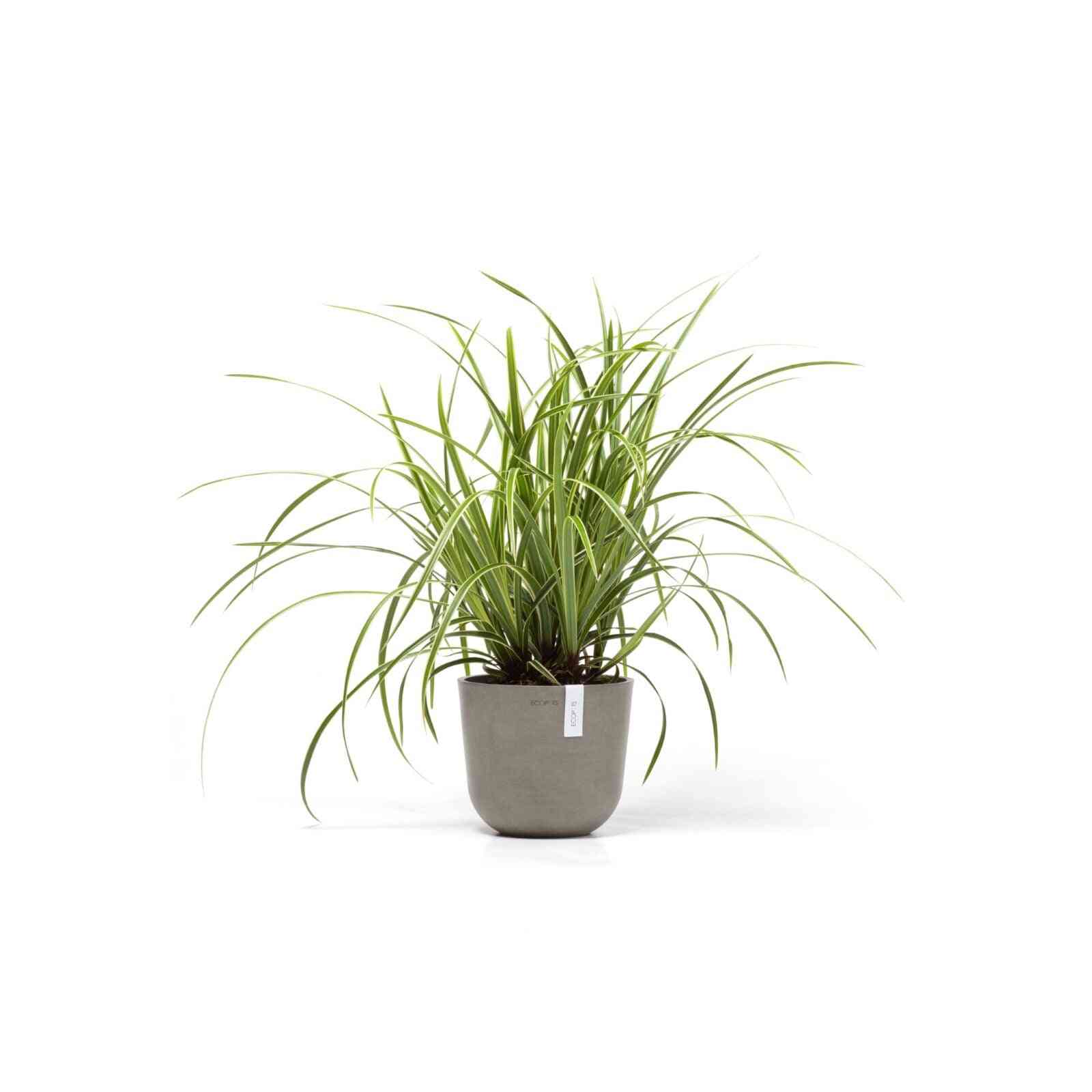 Кашпа Ecopots Oslo mini 19 Taupe със зелено стайно растение, подходяща за интериорно озеленяване и еко декорация.
