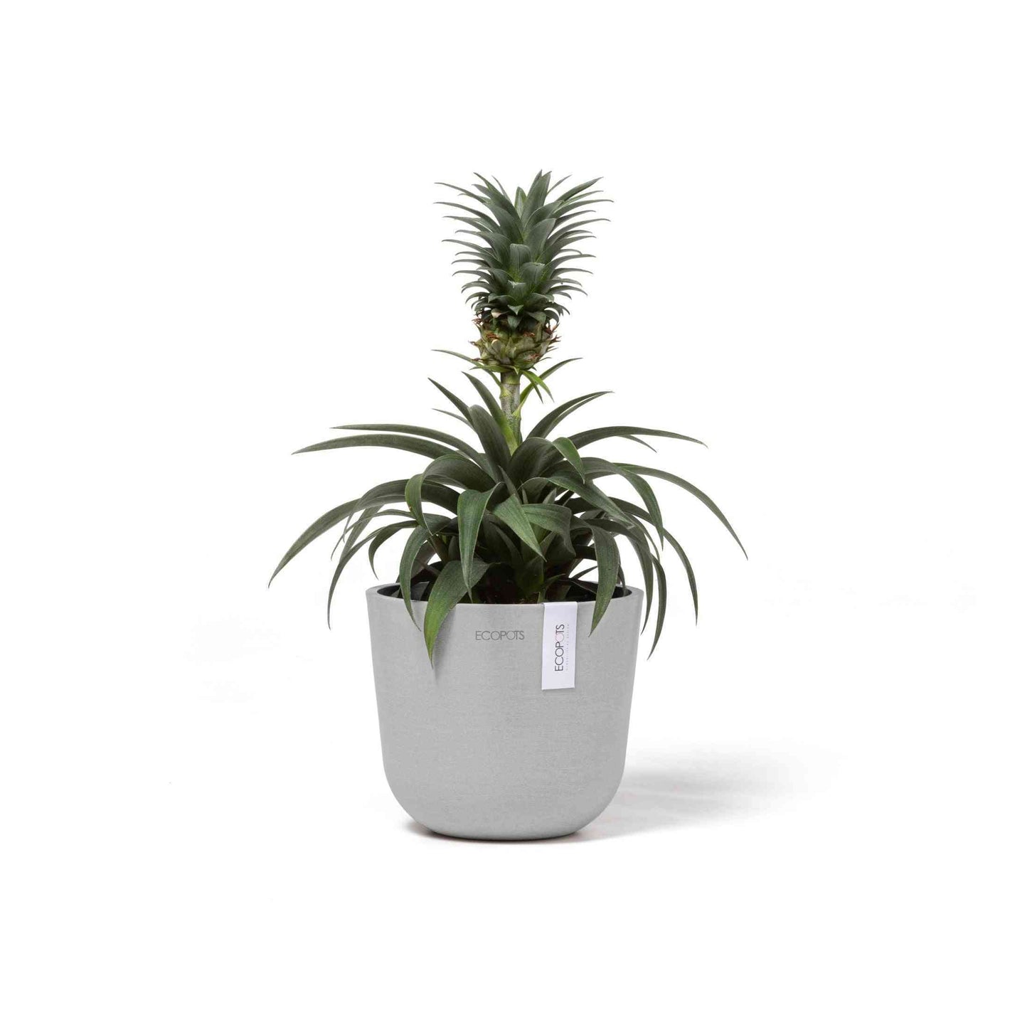 Кашпа Ecopots Oslo Mini 16 White Grey с ананасово растение, подходяща за модерни интериори и еко декорация на дома.