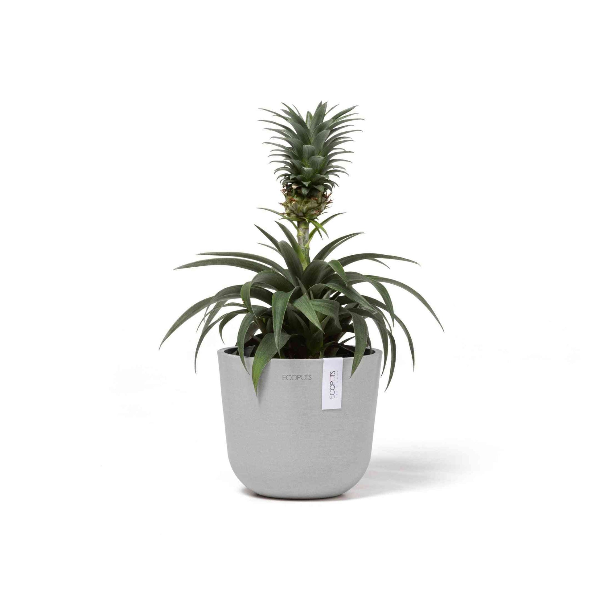 Кашпа Ecopots Oslo Mini 16 White Grey с ананасово растение, подходяща за модерни интериори и еко декорация на дома.